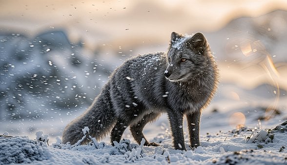Free Arctic Fox Snow photo and picture