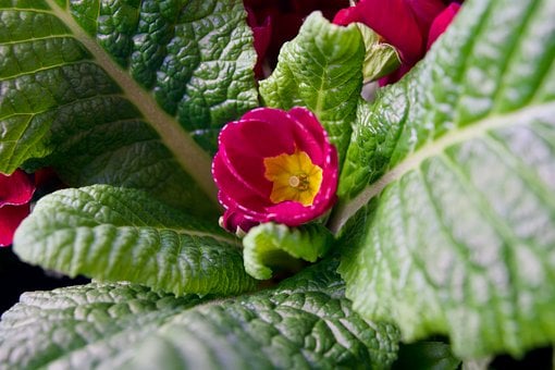 Free Nature Plant photo and picture