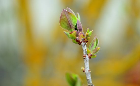 Free Flower Bud photo and picture