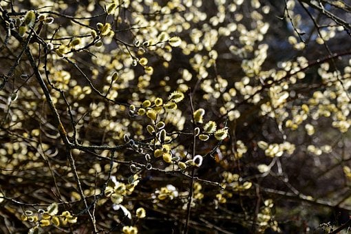 Free Pussy Willow Nature photo and picture