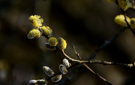 Free Pussy Willow Yellow Color photo and picture