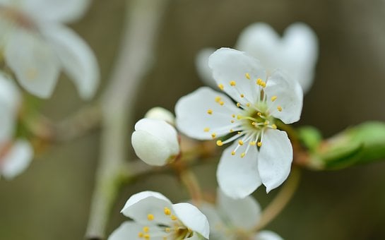Free Tree Blossom photo and picture