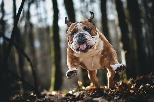 Bulldogge, Hund, Tier, Natur, Porträt