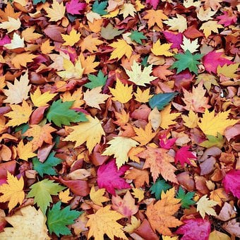 Herfst, Gekleurde Bladeren, Esdoornblad