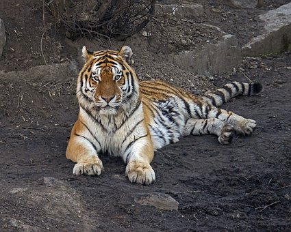 Free Tiger Amur photo and picture
