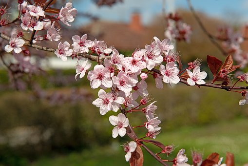 Blodplomme, Dekorativt Tre, Blomstrer