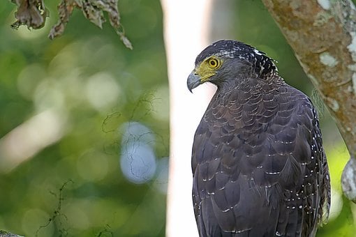 Free Bird Raptor photo and picture