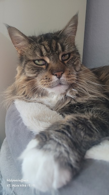 Free Cat Maine Coon photo and picture