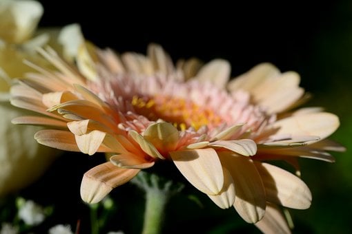 Free Gerbera Macro photo and picture