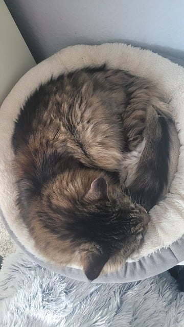 Free Animal Cat photo and picture