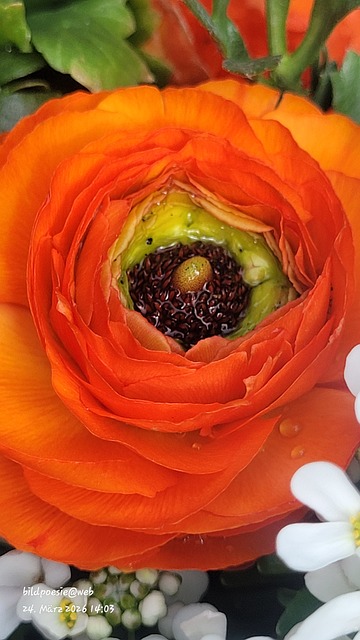 Free Ranunculus Flower photo and picture