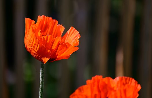 Free Poppy Red photo and picture