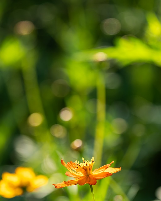 Flor, Natureza, Verão, Amarelo, Bokeh