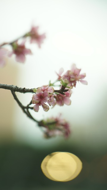 Free Spring Flower photo and picture