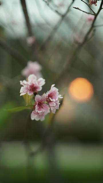 Free Flower Garden photo and picture