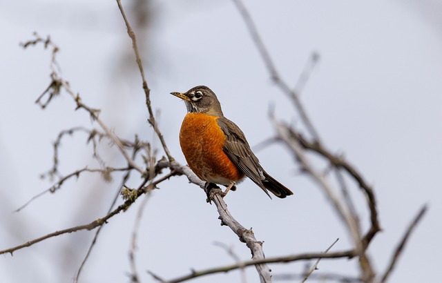 Robin Nature Wildlife - Free photo on Pixabay