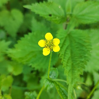 Free Yellow Flower Blossom photo and picture