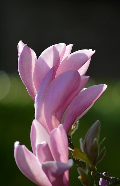 magnolia, spring, blossoms, nature, pink, magnolia flower, flora, tulip magnolia, petals, close up, ornamental wood, flowering shrub, garden bush, spring flower, nature photography, flowering branch, blossom, nature wallpaper, ornamental shrub