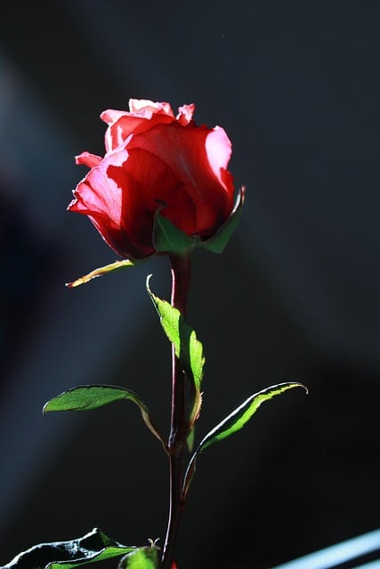 Free Rose Nature photo and picture