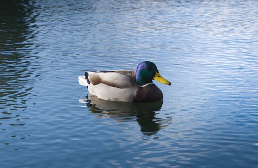 Pato, Lago, Naturaleza, Fauna Silvestre