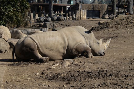 Free Rhinoceros Zoo photo and picture