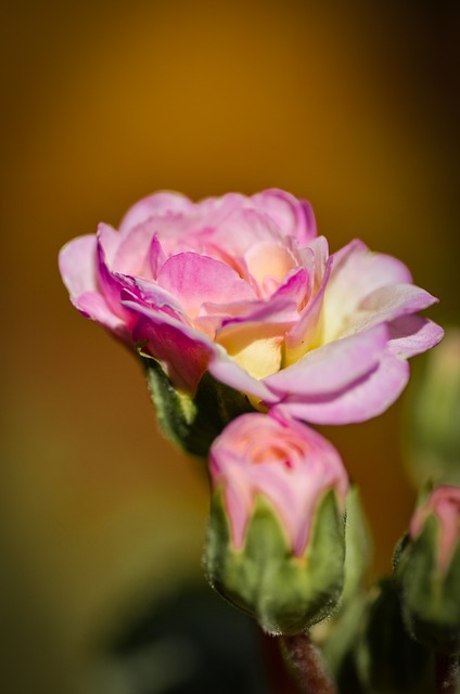 Spring Flowers Flower Close Up - Free photo on Pixabay