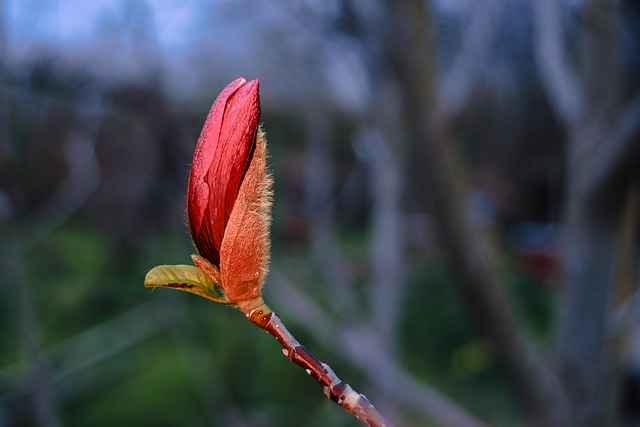Magnólia, Botão, Primavera, Macro