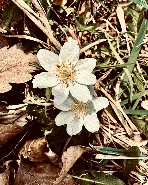 Free Wood Anemones Spring photo and picture