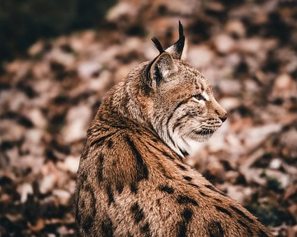 Free Eurasischer Lynx Lynx photo and picture