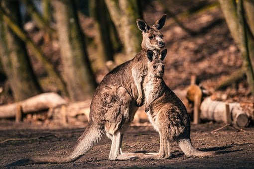 Free Nature Marsupial photo and picture