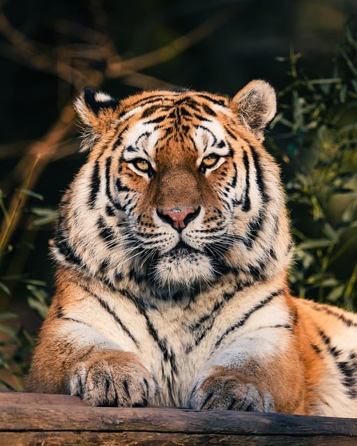 Free Siberian Tiger Tiger photo and picture