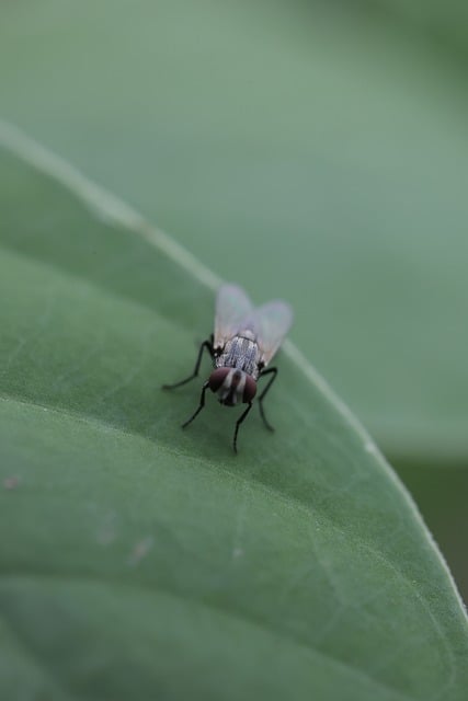 Fliege, Makro, Grünes Blatt