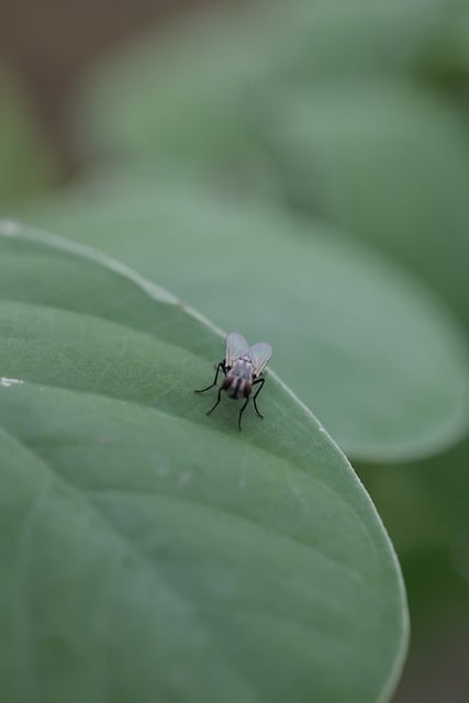 Fliege, Insekt, Makrofotografie, Blatt