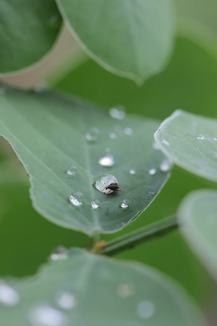 Käfer, Tautropfen, Blatt