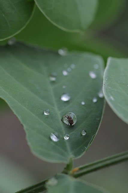 Blatt Mit Schnecke, Wassertropfen