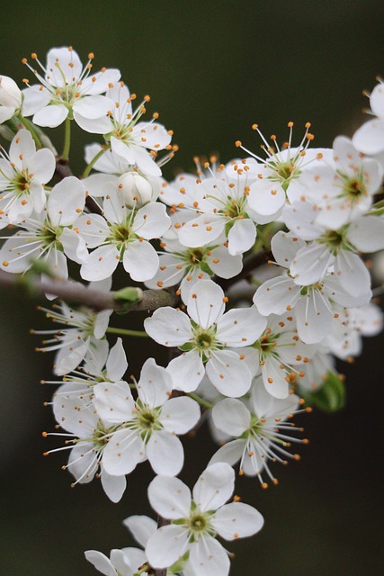 Free Prunellier Nature photo and picture