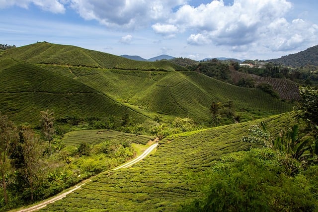 Tierras Altas De Cameron, Cameron