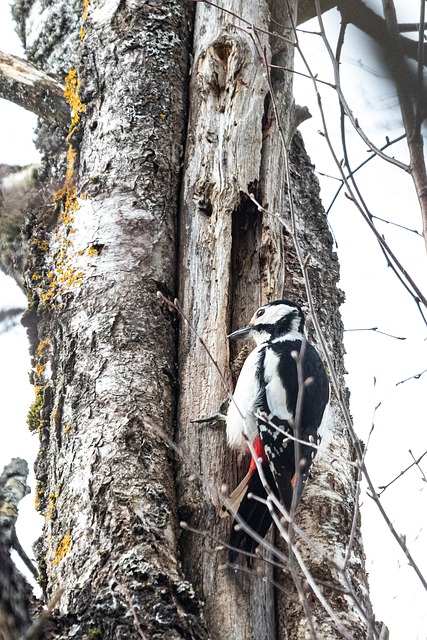 Dzięcioł, Natura, Drzewo, Portret