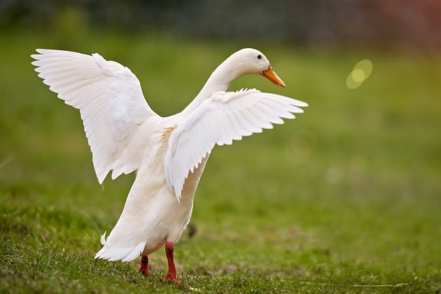 Free Indian Running Duck White Duck photo and picture