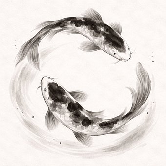 Koi Fisk, Koikarpe, Prydfisk, Akvarel