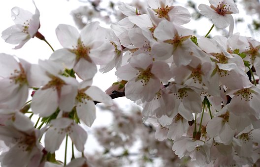 Natur, Feder, Blume, Blüte, Baum