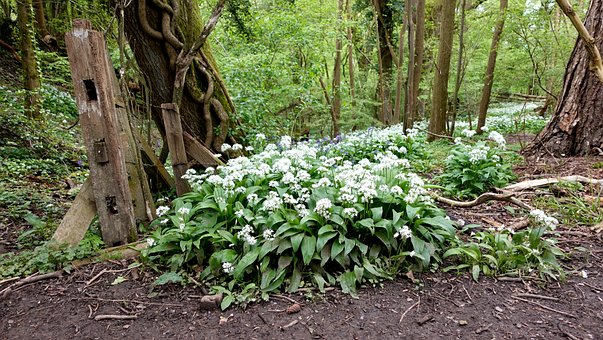 Frühling, Natur, Wald, Bärlauch
