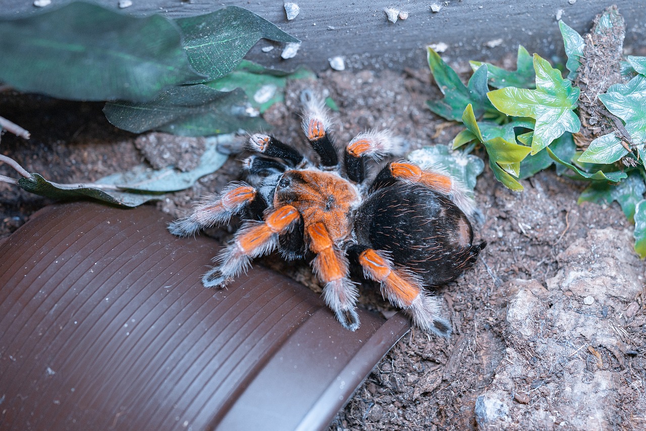 Mexican Red Knee Tarantula - free online jigsaw puzzle photo