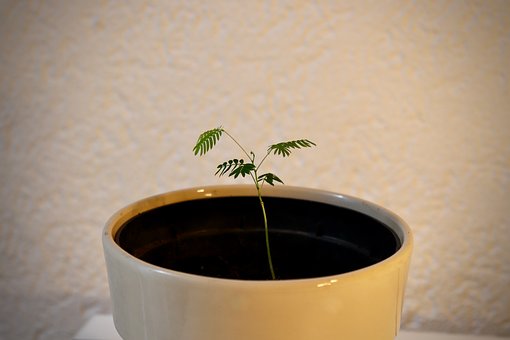 Seidenbaum, Albizia, Blätter, Setzling