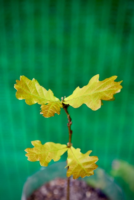 Eiche, Sämling, Wachstum, Frühling, Erde