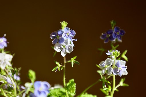 Blumen, Holz Frühling Veronika
