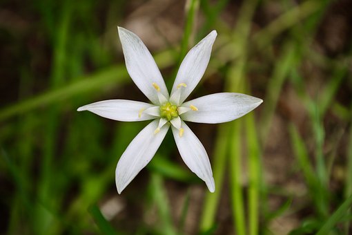 Weiße Blume, Natur, Blüte, Flora
