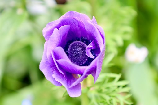 Anemone, Blume, Frühling, Blüte