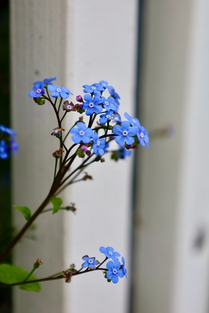 Vergissmeinnicht, Blau, Blumen, Garten