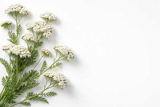 Free Creation Blossoms photo and picture